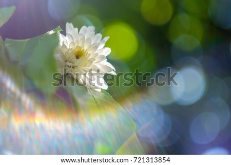 Similar – a little flower Nature