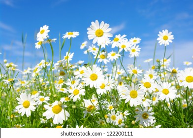 White Daisies