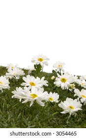 White daisies