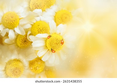 White daisies with crawling ladybugs . Natural background, close-up, soft focus. Medicine chamomile flowers. Close up