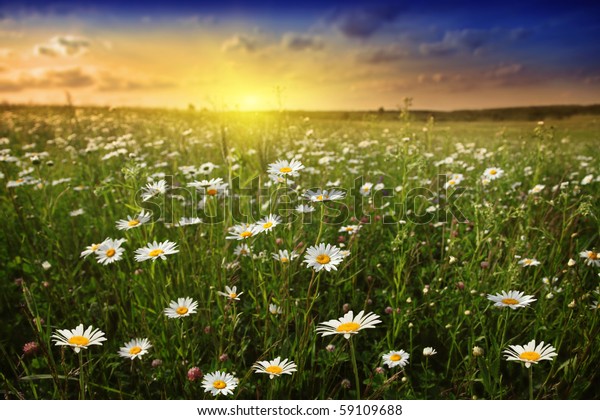 White Daisies Meadow Beautiful Sunset Stock Photo (Edit Now) 59109688