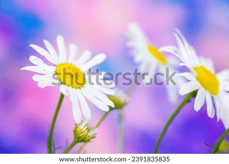 Similar – Multicolored Flowers Daisy