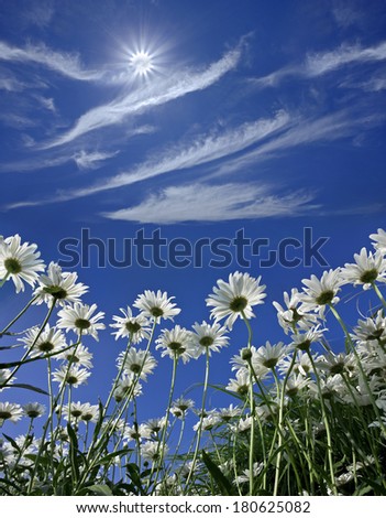 Similar – Gänseblümchen-Wald Blume