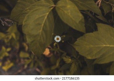 White daisies on a background of green foliage in the garden, top view. Flower petals. Medicinal plants. Medicinal chamomile for making soothing tea. Growing beautiful flowers - Shutterstock ID 2177186135