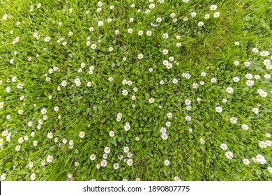 White Daisies On Green Grass