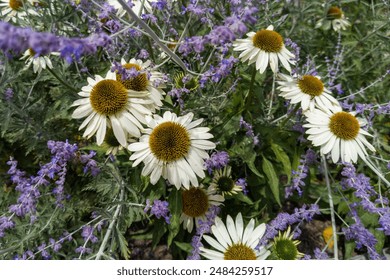 White Daisies with Purple Lavender Flowers - Powered by Shutterstock