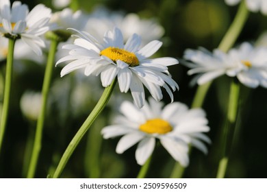 white daisies with yellow center close-up with blurred background - Powered by Shutterstock