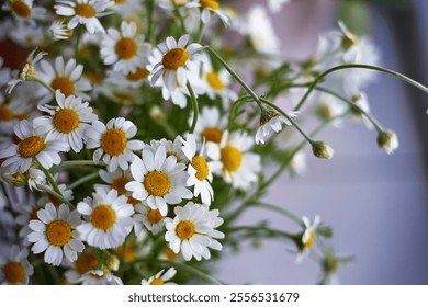 White daisies yellow centers green stems blurred background close-up nature floral bouquet spring summer freshness botanical beauty - Powered by Shutterstock