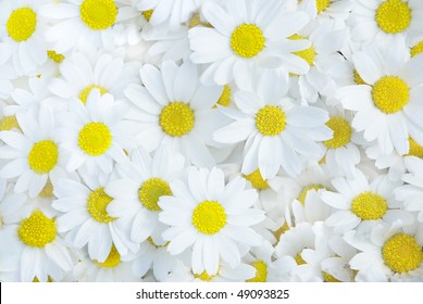 White Daisy