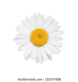 White Daisy Close-up Isolated On White Background