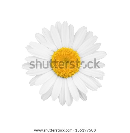White daisy close-up isolated on white background