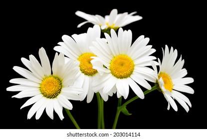 White Daisy Flower Against Black Background Stock Photo 203014114