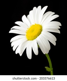 White Daisy Flower Against Black Background Stock Photo 203376613