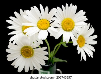 White Daisy Flower Against Black Background Stock Photo 203743357