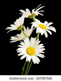 1,075,820 Daisy Flower Stock Photos, Images & Photography | Shutterstock