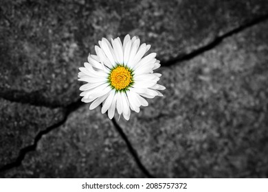 White daisy flower in the crack of an old stone slab - the concept of rebirth, faith, hope, new life, eternal soul