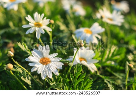 white daisy flower in garden