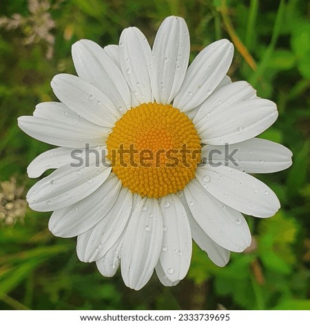 White daisy flower, Leucanthemum vulgare,top view,close up. The composite flower (inflorescence) consists of white ray florets and yellow disc florets. The white daisy symbolizes purity and innocence.