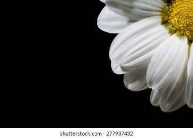 100,947 Daisy flower on black background Images, Stock Photos & Vectors