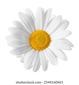 White daisy flower with yellow center. Daisy petals spread around the yellow center. Close-up of daisy flower. Daisy flower in bloom with vibrant yellow and white. Isolated on white background - Powered by Shutterstock