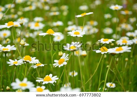 Similar – Image, Stock Photo White Daisy Flower.Floral Art Design.Blue Nature Background.