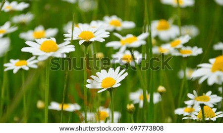 Similar – Image, Stock Photo White Daisy Flower.Floral Art Design.Blue Nature Background.