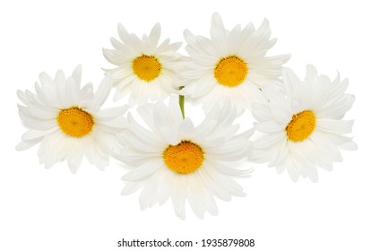Daisy Leaf High Res Stock Images Shutterstock