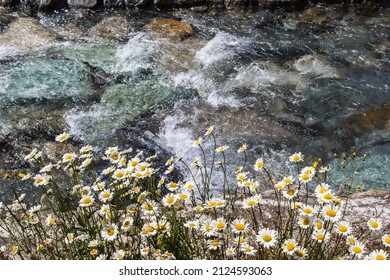 White Daisy Flowers At The Edge Of Flowing Brook With Clean Water