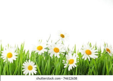 White Daisy Flowers In Green Grass