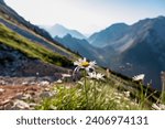 White daisy flowers on alpine pasture with scenic view of majestic mountain peaks of Kamnik-Savinja Alps, Slovenia, Europe. Magnificent Hiking trail on Loibl Pass in untamed Karawanks, Austrian border