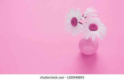 White daisy flowers on a pink background. Flat lay, top view, copy space