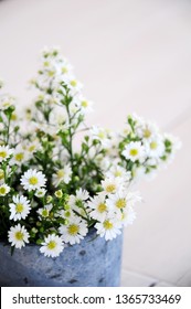 White Daisy flowers in pot, beautiful small decor plant.