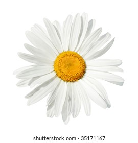 White Daisy Isolated