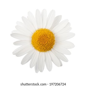 White Daisy Isolated On White Background