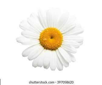 White Daisy Isolated On A White Background.