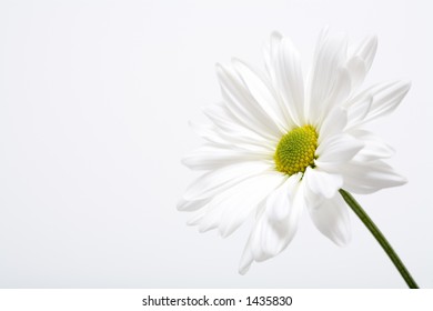 white daisy macro in highkey