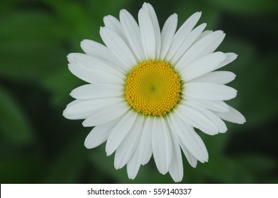 White Daisy On Green Background