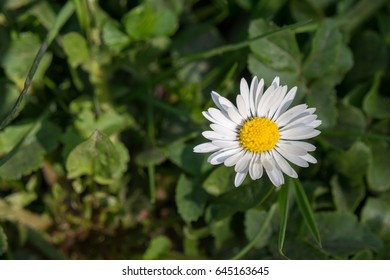 White Daisy on green background closeup