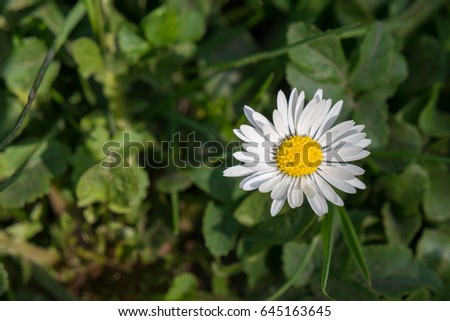 White Daisy on green background closeup