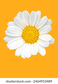 White daisy on orange background. white daisy