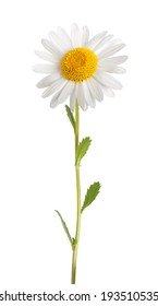 White Daisy With Stem Isolated On White Background