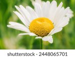 White daisy wildflower macro shot with soft green background