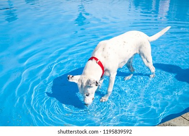 White Dalmatian Dog Drinking Inside A Pool