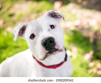 A White Dalmation X Pit Bull Terrier Mixed Breed Dog Wearing A Red Collar, Looking Up At The Camera With A Head Tilt