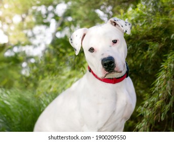 A White Dalmation X Pit Bull Terrier Mixed Breed Dog Wearing A Red Collar, Sitting Outdoors