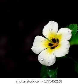 White damiana flower is isolated on dark background.