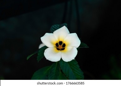 White Damiana Flower on a dark background