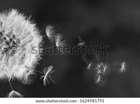 White dandelion head with flying seeds on minamalist black background