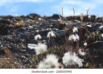 White Dandelion Pappus In A Stony Field