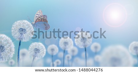 white dandelions with butterfly on blue background, wide view, creative concept